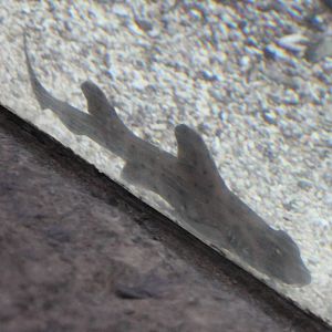 Young Horn shark