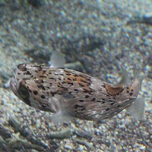 Long-spine porcupinefish