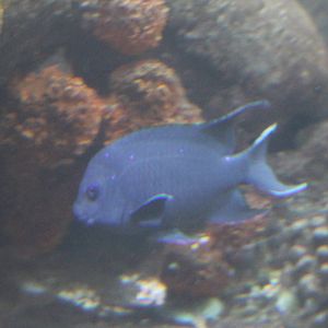 Giant damselfish