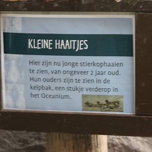 Birthsign  Horn shark