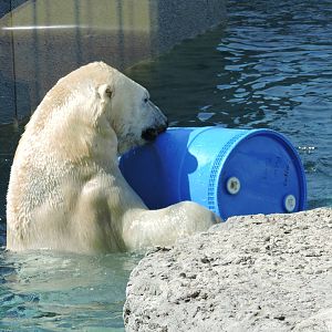 Polar Bear - Inukshuk