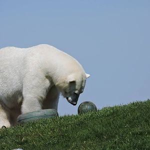 Polar Bear
