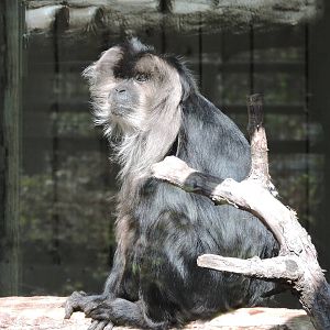 Lion Tailed Macaque