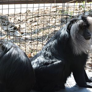 Lion Tailed Macaques