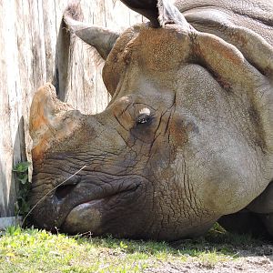 Indian Rhino - Vishnu