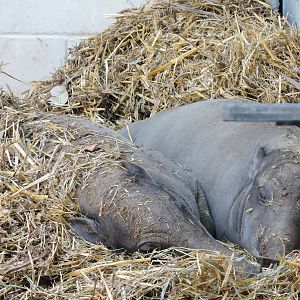 Babirusa - Olive and Muna