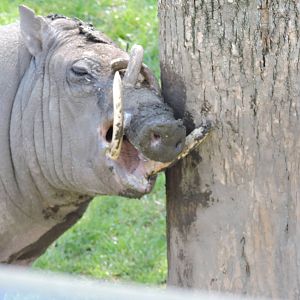 Babirusa - Bucky