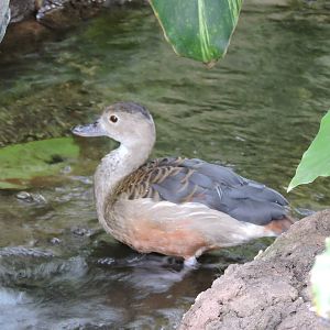 Javan Whistling Duck