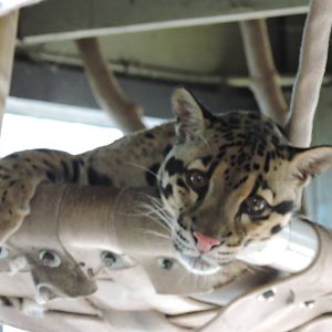 Clouded Leopard