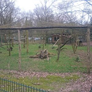 Aviary Southern ground hornbill