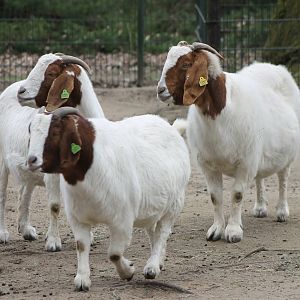Media 'Boer goats' in category 'Safaripark Beekse Bergen'