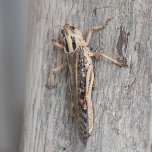Media 'Locust' in category 'Safaripark Beekse Bergen'