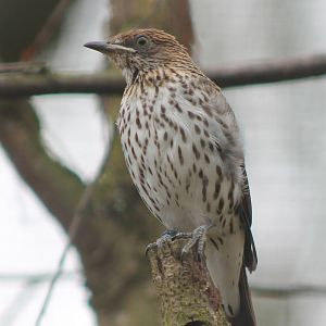 Violet-backed starling female