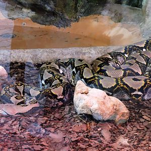 Reticulated Python - Fifi