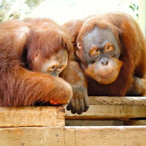 Orangutans - Kembali and Budi