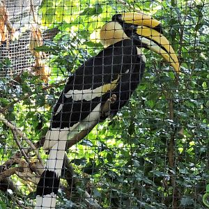 Hornbill - Jonah