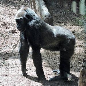 Gorilla - Ngozi