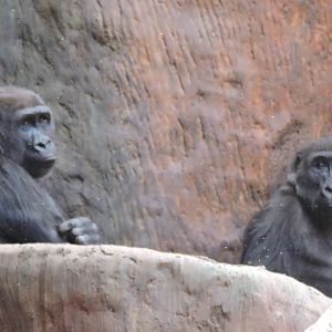 Gorillas - Johari and Sadiki