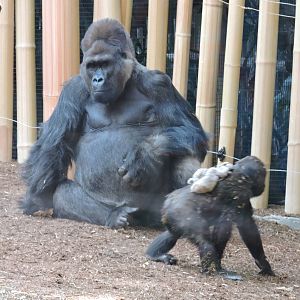 Gorillas - Charles and Nneka
