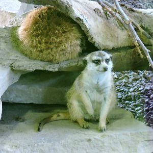 Meerkats