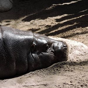 Pygmy Hippo - Harvey