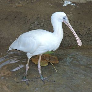 Spoonbill
