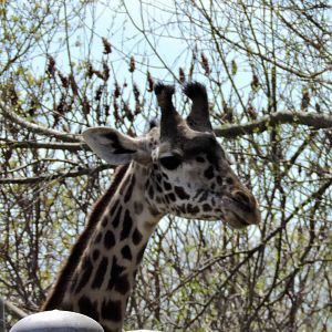 Giraffe - Mstari
