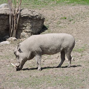 Warthog Lucy
