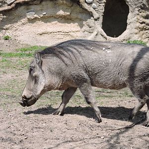 Warthog - Savannah
