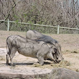 Warthogs