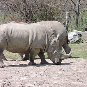 Rhino - Sabi or Zohari