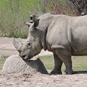 Rhino - Sabi or Zohari