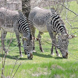 Zebras - Tori and Leia