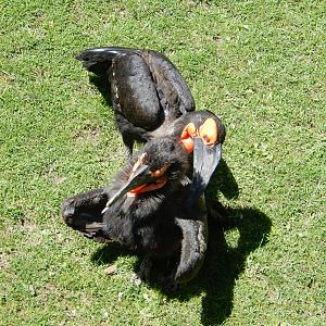 5/21/2015 - Southern Ground Hornbills