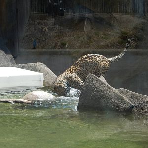 5/21/2015 - Francisco Makes the Catch