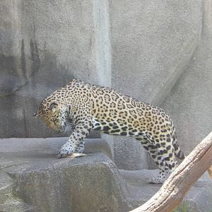 5/21/2015 - Francisco's Fish