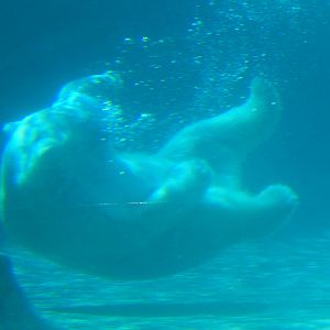 5/21/2015 - Snow Lilly Underwater