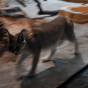 7/18/2015 - Panning Caracal