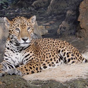 7/18/2015 - Pat the Cat