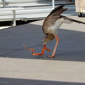 7/29/2015 - Red Legged Seriema