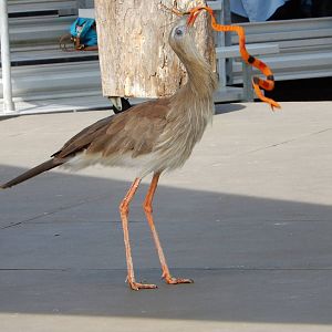 7/29/2015 - Red Legged Seriema