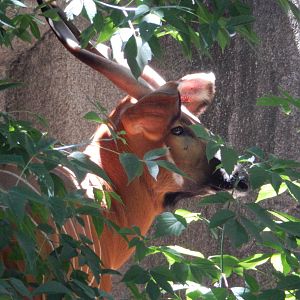 7/29/2015 - Bongo of the Bush