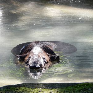 7/31/2015 - Baird's Tapir Refreshed