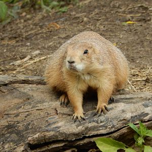 8/18/2015 - Prairie Dog