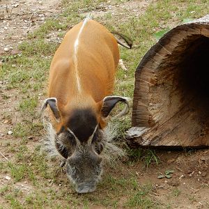 8/18/2015 - Red River Hog