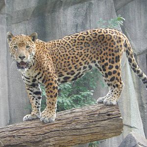 8/18/2015 - Pat the Cat