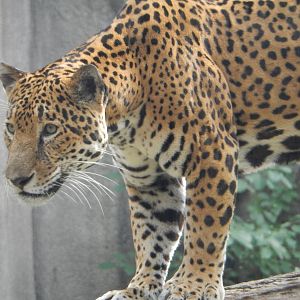 8/18/2015 - Pat the Cat