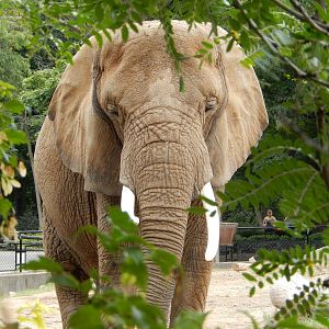 8/18/2015 - Elephant Bush Portrait