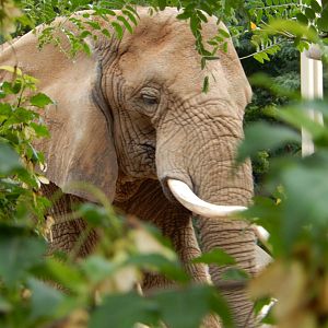 8/18/2015 - Elephant Bush Portrait