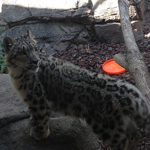 5/27/2015 - R.I.P. Sossy